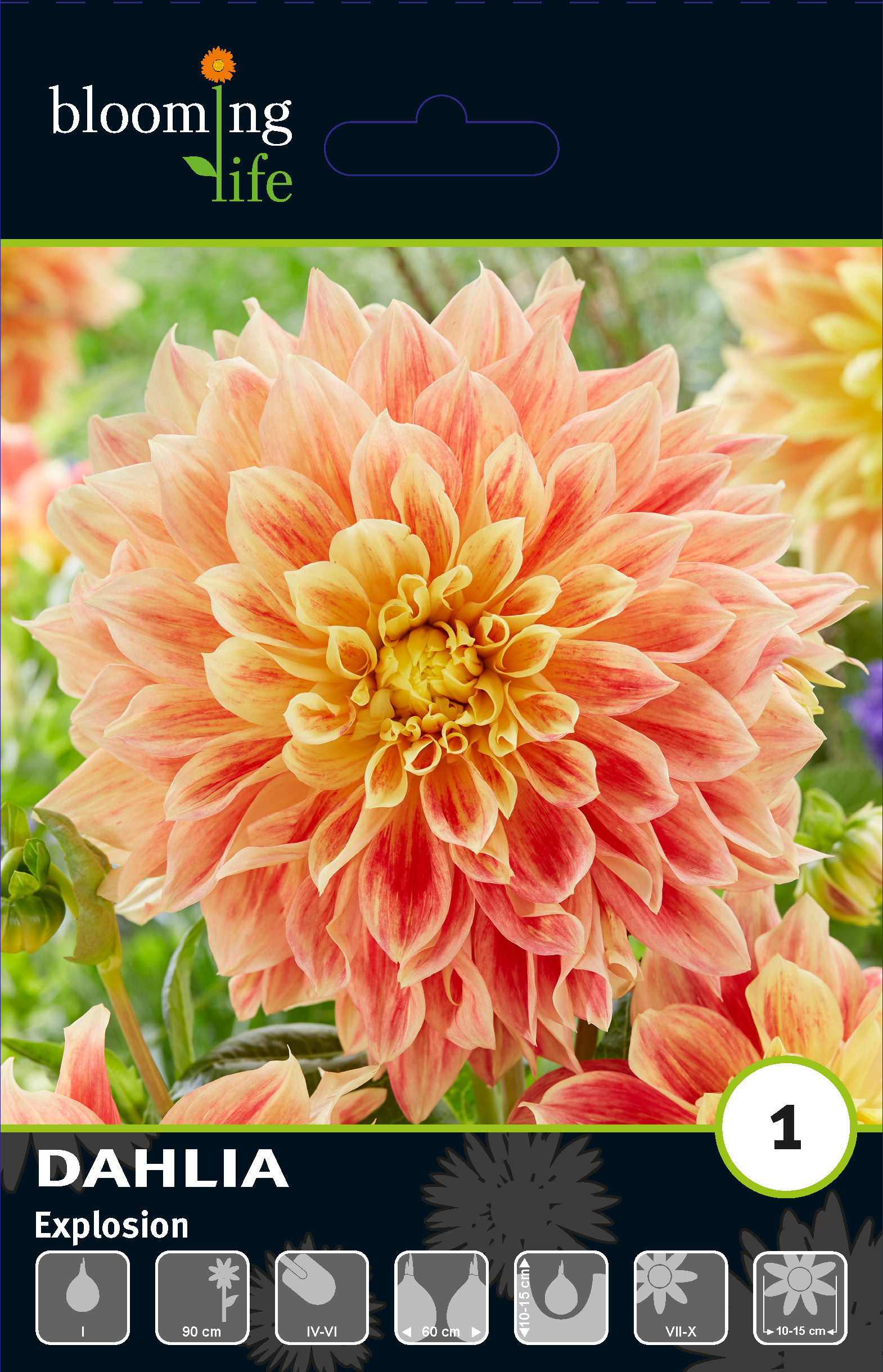 Георгина декоративная Эксплоужн